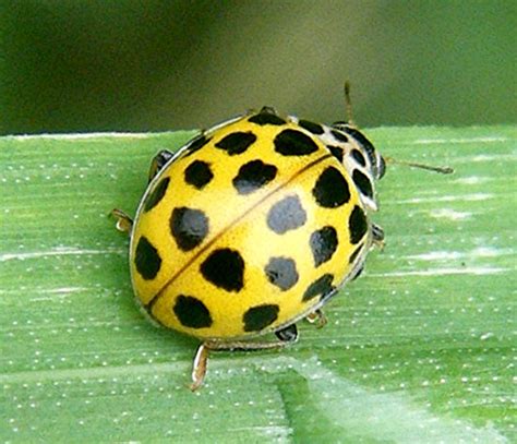 22 Spot Ladybird NatureSpot