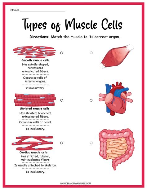 22 Muscular Systems Activities For All Ages Teaching Muscle System Worksheet - Muscle System Worksheet