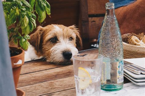 22 puppy friendly places on the Gold Coast - Inside Gold Coast