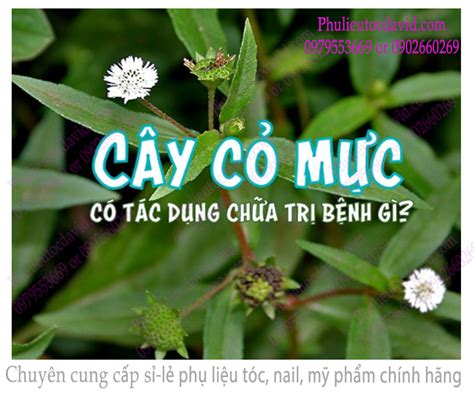 22 tác dụng của cây cỏ mực | 22 li ch ca cy c mc