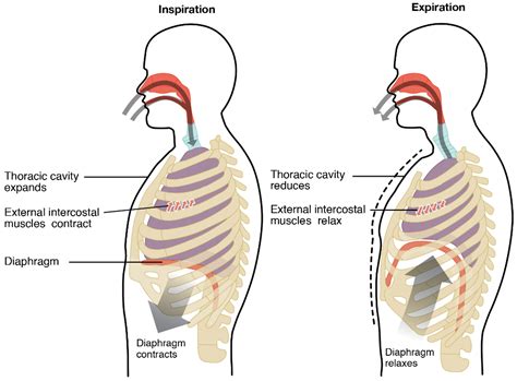 22.3 The Process of Breathing - Anatomy and Physiology 2e | OpenStax - muktibox.com