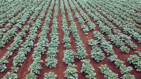 220 Potato Field Aerial Premium High Res Photos - Getty Images