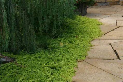 23 Ground Covers That Replace Grass and Require No Mowing - raincitystudios.com