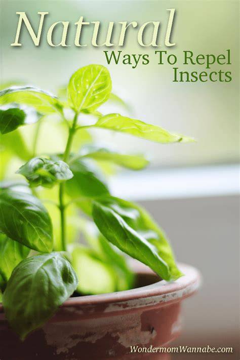 23 Natural Ways To Repel Insects - raincitystudios.com