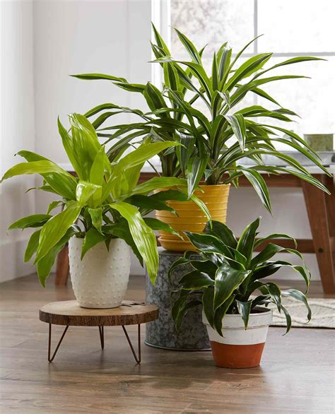 23 Pretty Houseplants That Don