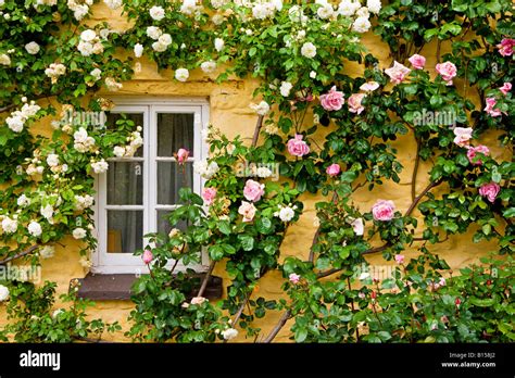 23 Rose Covered Cottage Premium High Res Photos