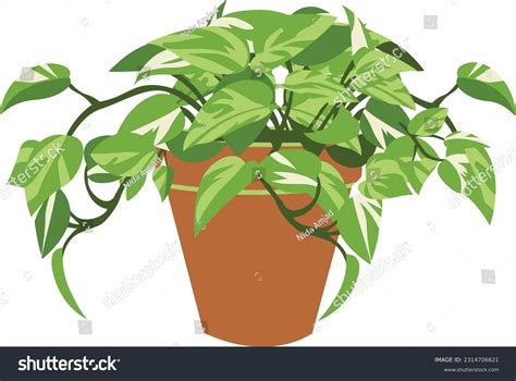 230+ Pothos Plant Illustrations, Royalty-Free Vector …