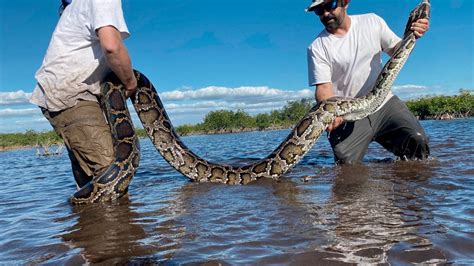 230 pythons taken from Florida Everglades in annual contest Science Snakes