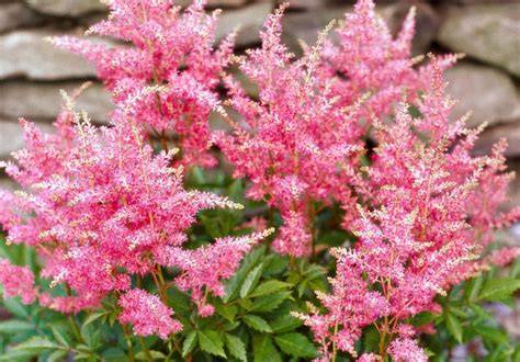 24 Beautiful Perennials for Shade That Are Easy to Grow - raincitystudios.com