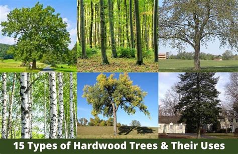24 Different Types of Hardwood Trees For Homes - raincitystudios.com