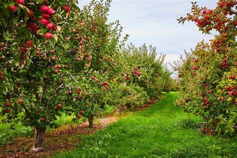 24 Farms and Orchards for Apple Picking Near NYC - raincitystudios.com