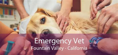 24 Hour Emergency Vet Fountain Hills :: Emergency Animal …