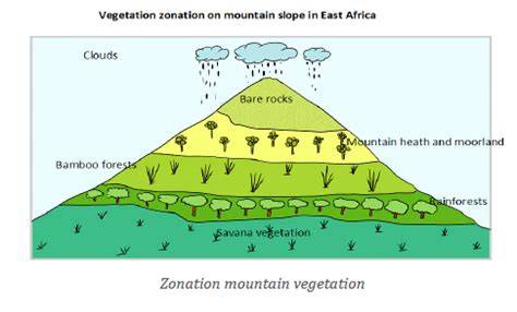 24 Montane Vegetation Type - raincitystudios.com