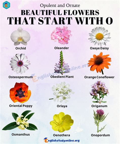 24 Magnificent Flowers That Start With O (Including …