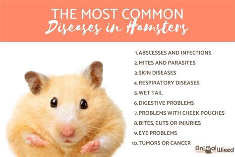 24 Of the Most Common Hamster Illnesses & Diseases - Pets …