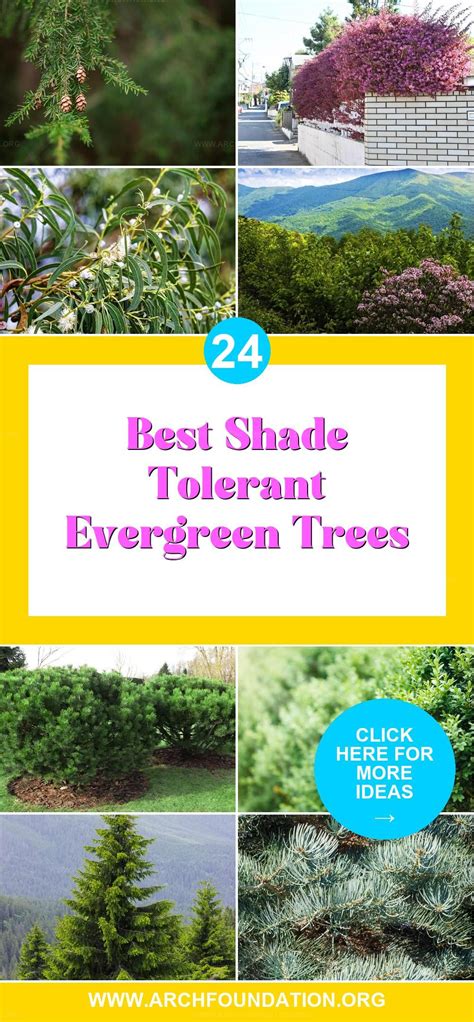 24 Shade-Loving Evergreen Trees for Year-Round Foliage - raincitystudios.com