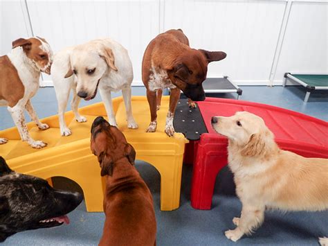24 hour dog daycare. Things To Know About 24 hour dog daycare. 