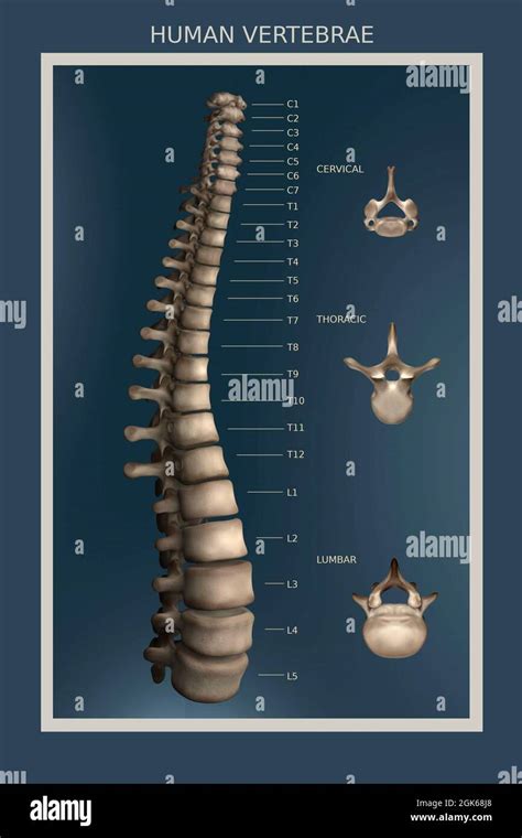 24 Vertebrae