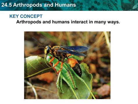Read Online 24 5Study Guide Arthropods And Humans Answers 