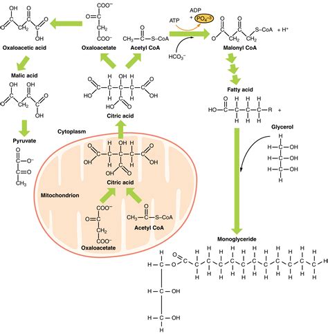 24.3 Lipid Metabolism - Anatomy and Physiology 2e - muktibox.com