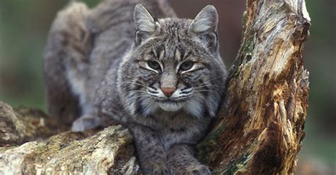 240 Grey Bobcat Stock Photos, Images & Pictures