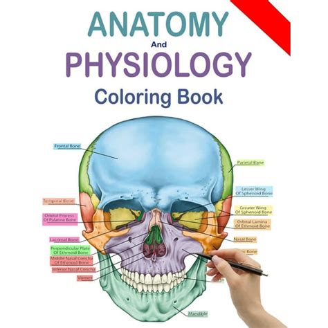 Read 240 Anatomy And Physiology Coloring Workbook 