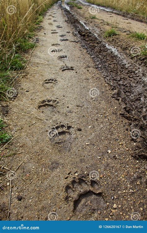 241 Bear Tracks Mud Stock Photos, Images