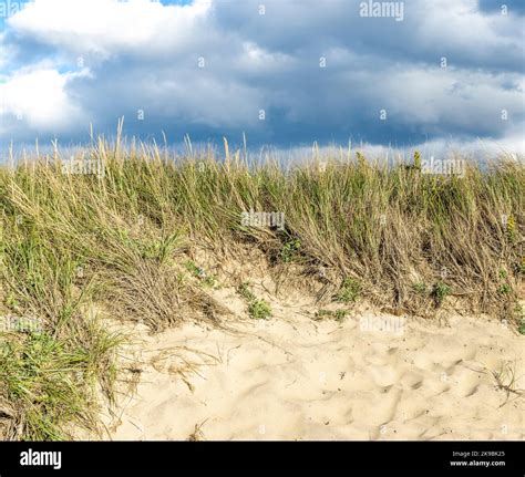 245,248 Beach Grass Stock Photos, Images & Pictures - Dreamstime