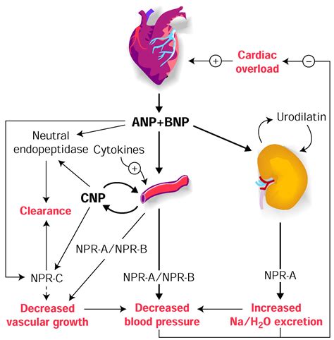 24602 - Gene ResultNppa natriuretic peptide A [ (Norway rat)]