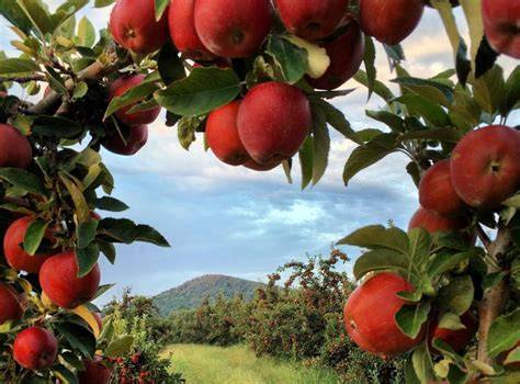 25+ Apple Orchards, Cideries & Festivals to Visit This Fall - raincitystudios.com