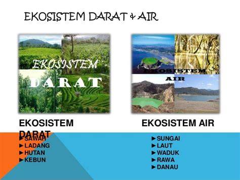 25+ Contoh Ekosistem Darat, Air, Alami dan Buatan … - raincitystudios.com