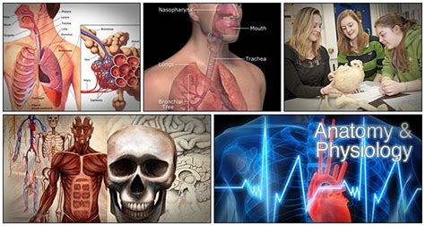 25+ Free Human Anatomy Courses & Classes - Learn …