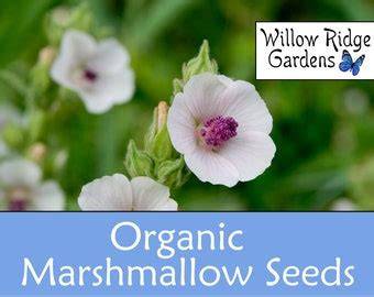 25+ Marshmallow Seeds Althea Officinalis Heirloom Non GMO Medicinal ... - raincitystudios.com