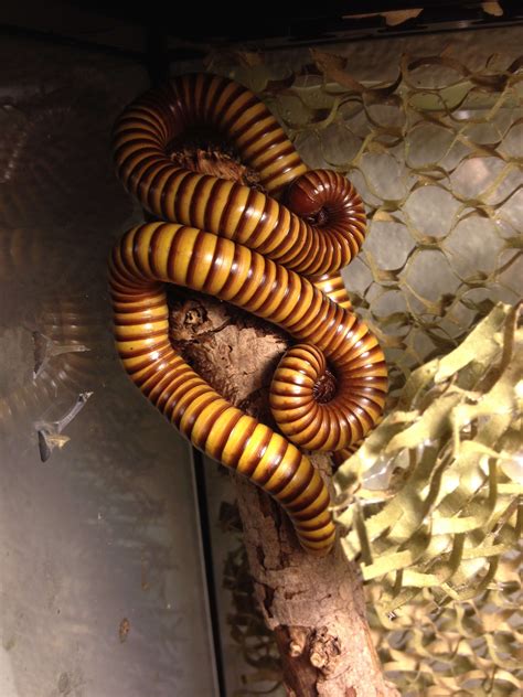 25+ Types Of Millipedes For Sale Buy Alive Millipedes