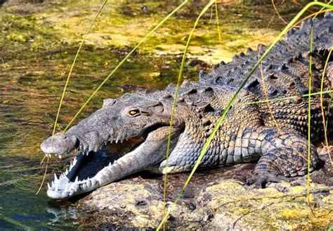 25 American Crocodile Facts for Kids - Tail and Fur