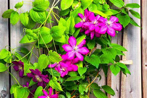 25 Best Climbing Plants & Flowering Vines - raincitystudios.com