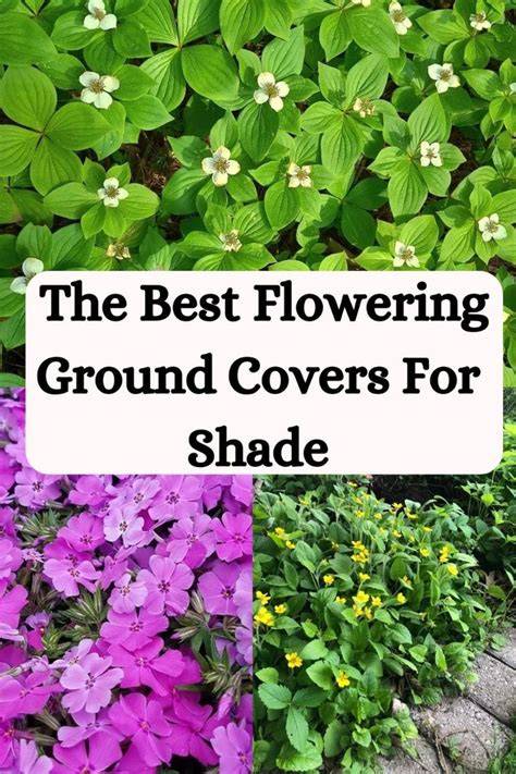25 Best Flowering Ground Covers for Shade ... - The Little Garden - raincitystudios.com