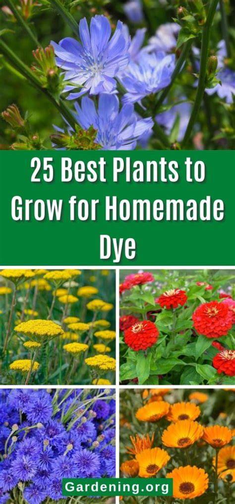 25 Best Plants to Grow for Homemade Dye - Gardening - raincitystudios.com