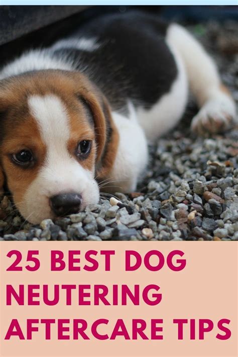 25 Best Dog Neutering Aftercare Tips - Your Dog