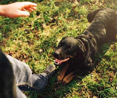 25 Best Dog Trainer Near Flower Mound, Texas - Facebook