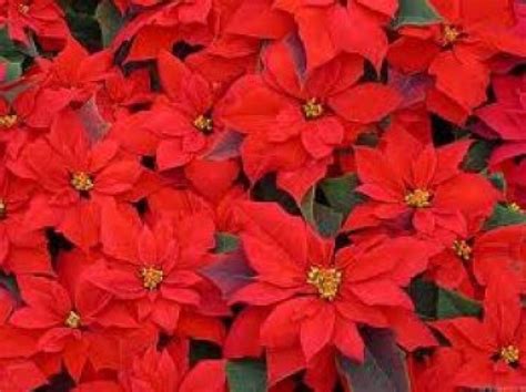 25 Christmas Poinsettia & Holly Cookies ideas - Pinterest