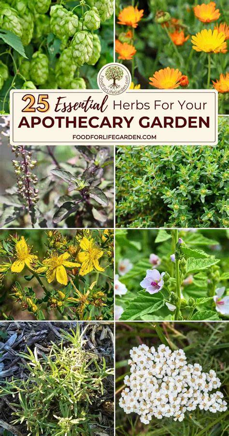 25 Essential Herbs To Plant In Your Apothecary Garden - raincitystudios.com