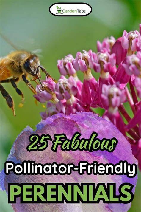 25 Fabulous Pollinator-Friendly Perennials - raincitystudios.com
