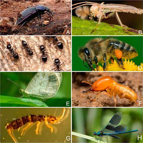 25 Facts About Bioindicators - raincitystudios.com