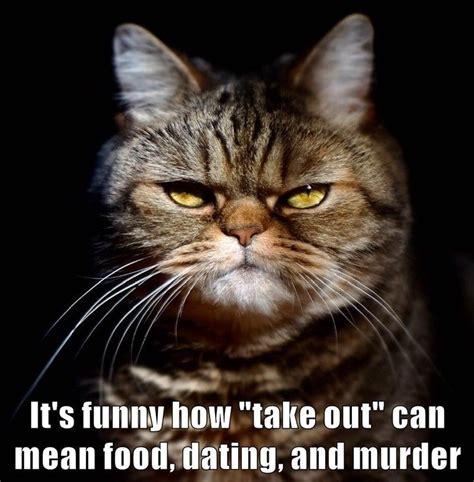 25 Funny Cat Memes From Lolcats On Cheezburger