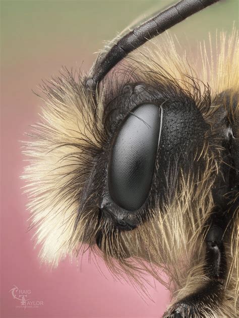 25 Insanely Detailed Macro Images Of Insects Fstoppers