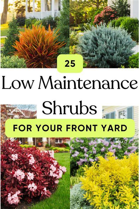 25 Low-Maintenance Shrubs for Your Garden - raincitystudios.com