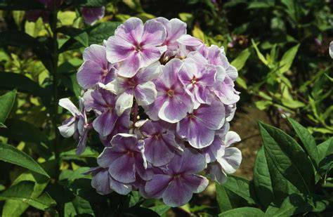 25 Outdoor Plants That Smell Amazing - Real Simple - raincitystudios.com