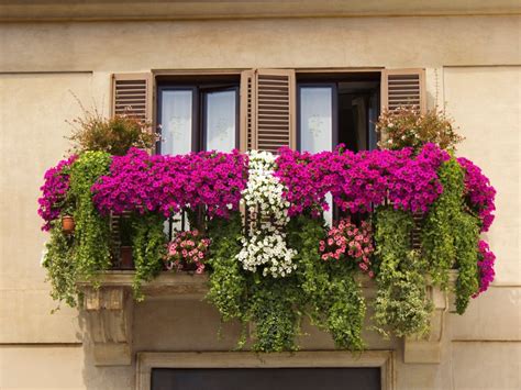 25 Best Plants For Balconies And Roof Terraces Balcony Plants For Sale - Balcony Plants For Sale