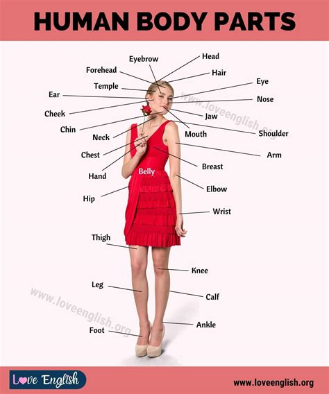 25 Body Parts That Start With R Engdic Body Parts Beginning With R - Body Parts Beginning With R
